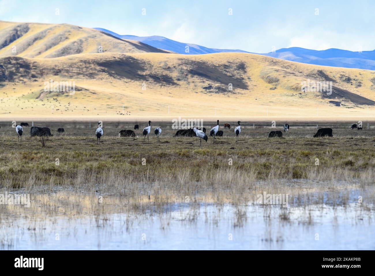 (221103) -- ABA, 3 novembre 2022 (Xinhua) -- Un gregge di gru a collo nero foraggio in una zona umida nella contea di Ruoergai di Aba Tibetan-Qiang Prefettura autonoma, provincia sudoccidentale del Sichuan, 17 ottobre 2022. La Riserva Naturale Nazionale delle paludi di Ruoergai è stata istituita per proteggere l'ecosistema locale delle paludi di torba e le specie rare come la gru a collo nero. Nota per le vaste praterie disseminate di fiumi, laghi e paludi tortuosi, questa riserva naturale divenne una riserva a livello nazionale nel 1998, ed è stata designata come zona umida di importanza internazionale nel 2008. L'ambiente ecologico di protezione ar Foto Stock