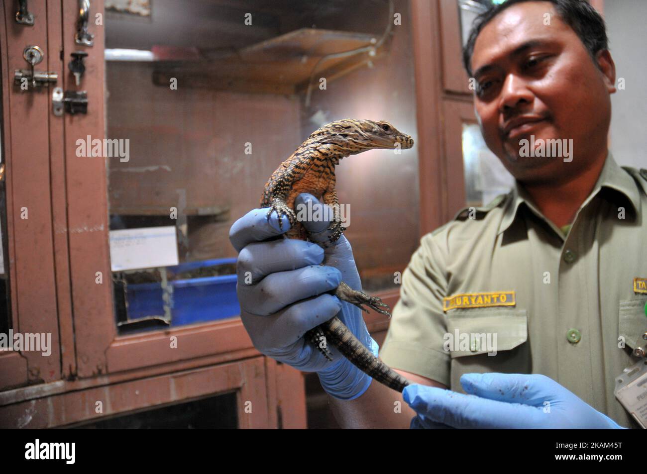 I custodi degli animali puliscono il corpo del bambino draghi di Komodo appena nati (Varanus komodoensis) a Taman Safari Indonesia, Bogor, Giava Occidentale, il 12 marzo 2017. Ventuno draghi Komodo uova da cova dal 2 marzo al 12 marzo a Taman Safari Indonesia dopo incubato per 6-7 mesi il successo di allevamento genitore è il primo realizzato in un luogo che ha un clima di montagna non habitat nativo draghi Komodo climi caldi. Dasril Roszandi (Foto di Dasril Roszandi/NurPhoto) *** Please use Credit from Credit Field *** Foto Stock