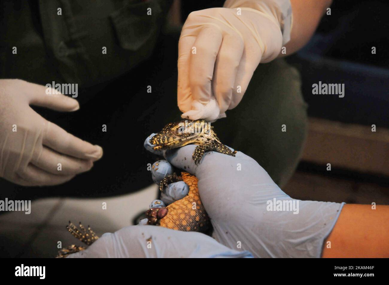 I custodi degli animali puliscono il corpo del bambino draghi di Komodo appena nati (Varanus komodoensis) a Taman Safari Indonesia, Bogor, Giava Occidentale, il 12 marzo 2017. Ventuno draghi Komodo uova da cova dal 2 marzo al 12 marzo a Taman Safari Indonesia dopo incubato per 6-7 mesi il successo di allevamento genitore è il primo realizzato in un luogo che ha un clima di montagna non habitat nativo draghi Komodo climi caldi. Dasril Roszandi (Foto di Dasril Roszandi/NurPhoto) *** Please use Credit from Credit Field *** Foto Stock