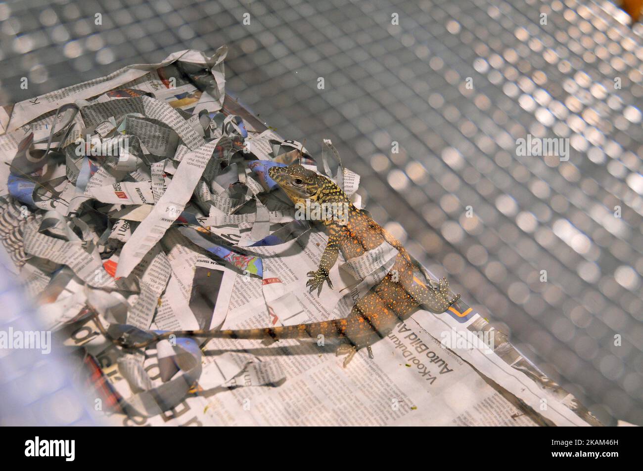 I custodi degli animali puliscono il corpo del bambino draghi di Komodo appena nati (Varanus komodoensis) a Taman Safari Indonesia, Bogor, Giava Occidentale, il 12 marzo 2017. Ventuno draghi Komodo uova da cova dal 2 marzo al 12 marzo a Taman Safari Indonesia dopo incubato per 6-7 mesi il successo di allevamento genitore è il primo realizzato in un luogo che ha un clima di montagna non habitat nativo draghi Komodo climi caldi. Dasril Roszandi (Foto di Dasril Roszandi/NurPhoto) *** Please use Credit from Credit Field *** Foto Stock