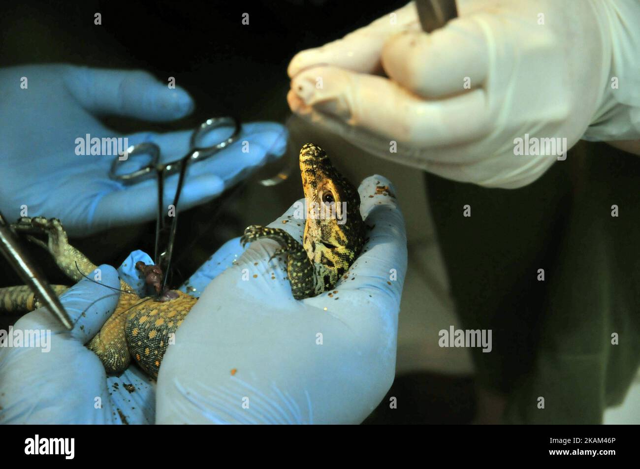 I custodi degli animali puliscono il corpo del bambino draghi di Komodo appena nati (Varanus komodoensis) a Taman Safari Indonesia, Bogor, Giava Occidentale, il 12 marzo 2017. Ventuno draghi Komodo uova da cova dal 2 marzo al 12 marzo a Taman Safari Indonesia dopo incubato per 6-7 mesi il successo di allevamento genitore è il primo realizzato in un luogo che ha un clima di montagna non habitat nativo draghi Komodo climi caldi. Dasril Roszandi (Foto di Dasril Roszandi/NurPhoto) *** Please use Credit from Credit Field *** Foto Stock