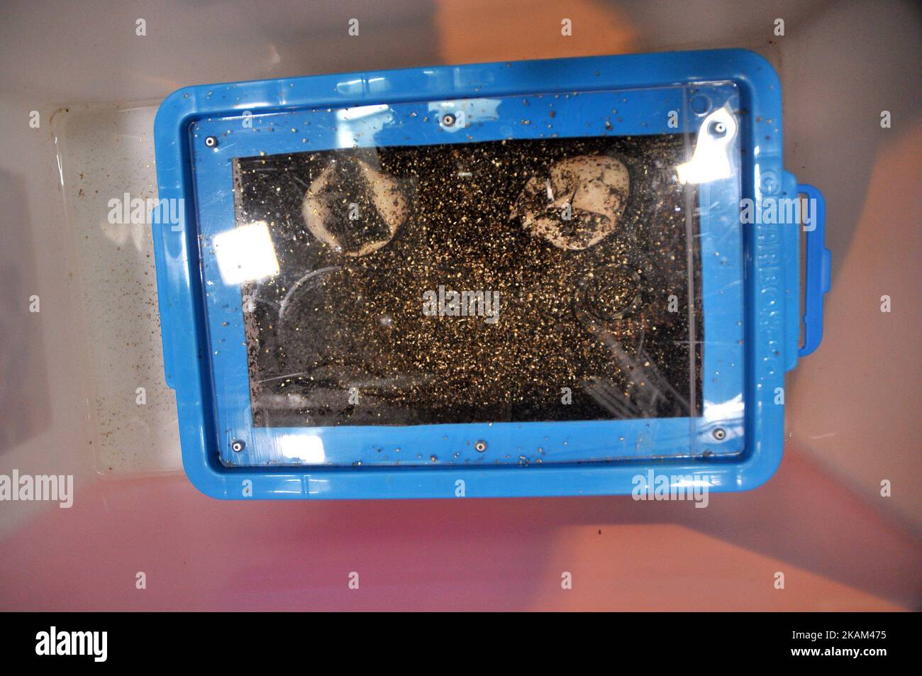 I custodi degli animali puliscono il corpo del bambino draghi di Komodo appena nati (Varanus komodoensis) a Taman Safari Indonesia, Bogor, Giava Occidentale, il 12 marzo 2017. Ventuno draghi Komodo uova da cova dal 2 marzo al 12 marzo a Taman Safari Indonesia dopo incubato per 6-7 mesi il successo di allevamento genitore è il primo realizzato in un luogo che ha un clima di montagna non habitat nativo draghi Komodo climi caldi. Dasril Roszandi (Foto di Dasril Roszandi/NurPhoto) *** Please use Credit from Credit Field *** Foto Stock