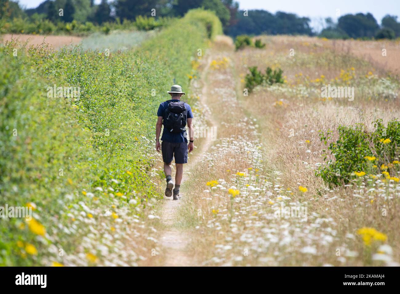 North Downs Way - uomo in 50s camminando lungo il sentiero lungo il bordo del campo attraverso i fiori selvatici su Canterbury a Shepherdswell gamba, Kent, Inghilterra, Regno Unito Foto Stock