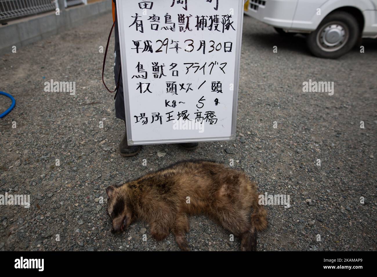 Il membro dei cacciatori di animali della città di Tomioka scatta una foto di un procione ucciso per la registrazione in un'area residenziale vicino alla centrale nucleare di Fukushima Daiichi (TEPCO), aggirata dallo tsunami, nella città di Tomioka, nella prefettura di Fukushima, Giappone, il 30 marzo 2017. (Foto di Richard Atrero de Guzman/NurPhoto) *** Please use Credit from Credit Field *** Foto Stock