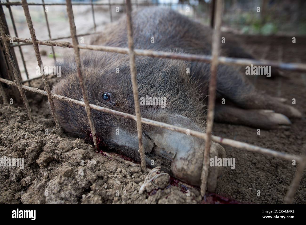 Cinghiali uccisi da una pistola a pellet è visto all'interno di una trappola booby in un'area residenziale vicino a Tokyo Electric Power Co (TEPCO), la centrale nucleare di Fukushima Daiichi, nel comune di Tomoika, nella prefettura di Fukushima, Giappone, 30 marzo 2017. (Foto di Richard Atrero de Guzman/NurPhoto) *** Please use Credit from Credit Field *** Foto Stock