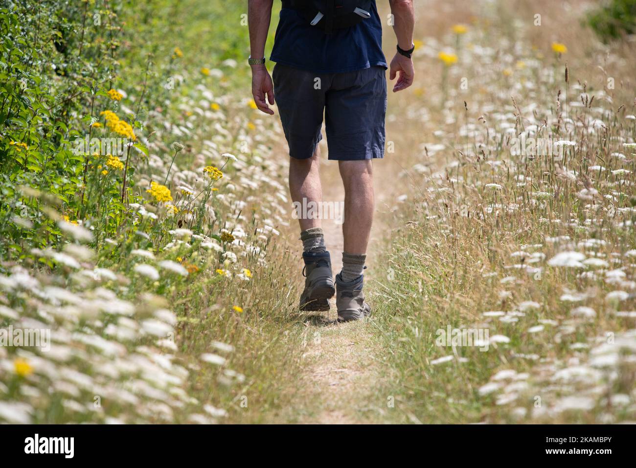 Camminare come esercizio all'aperto - uomo alla fine del 50s camminare lungo il sentiero e fiori selvatici in estate - Regno Unito Foto Stock