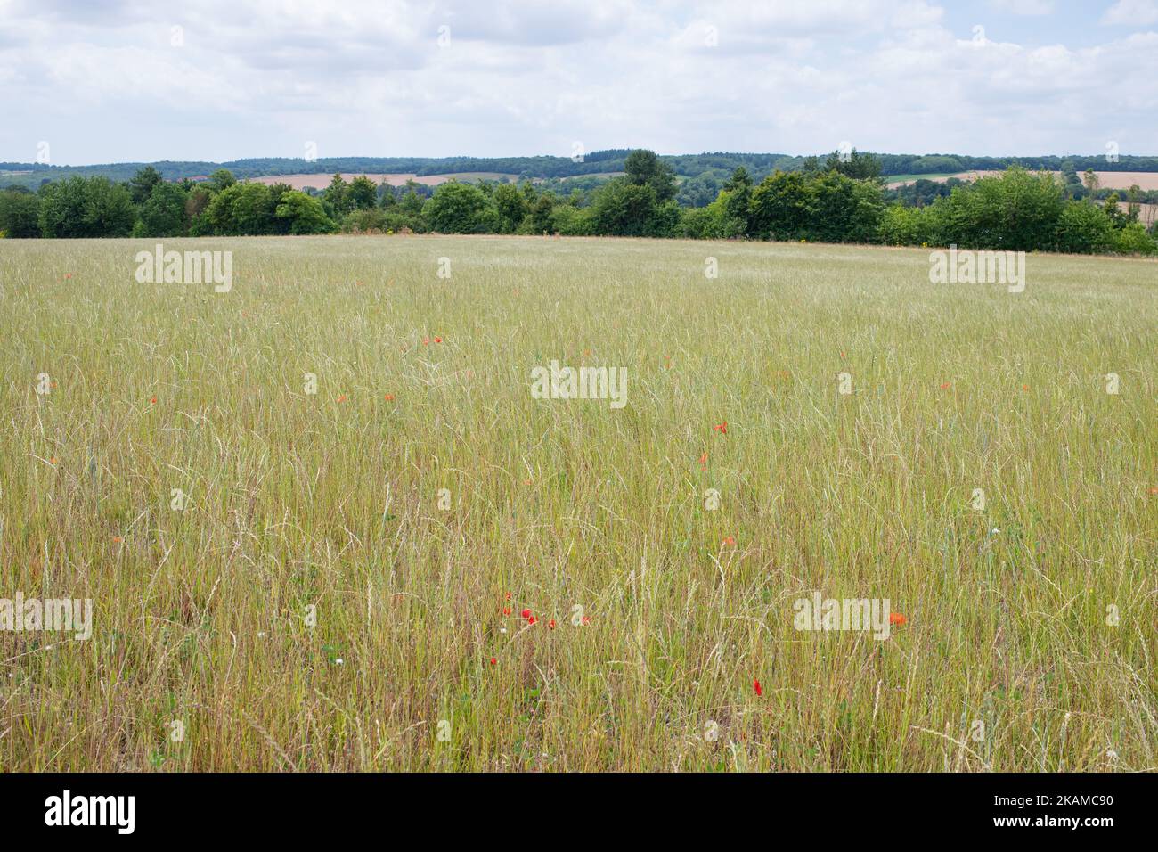 Campo di segale seminato - Inghilterra, Regno Unito Foto Stock