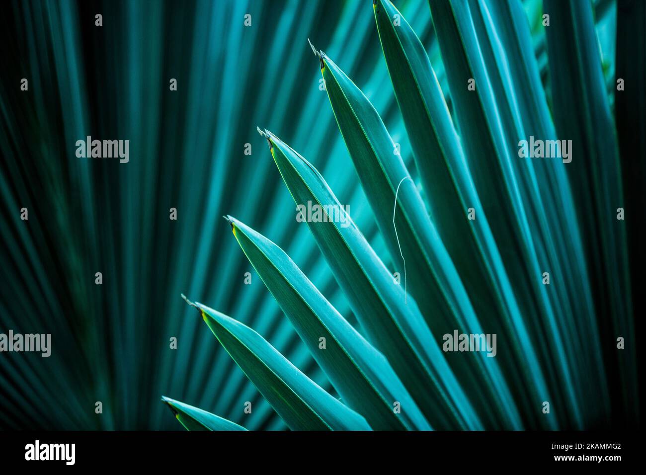 Dettagli delle foglie di palma in diverse sfumature e colori Foto Stock