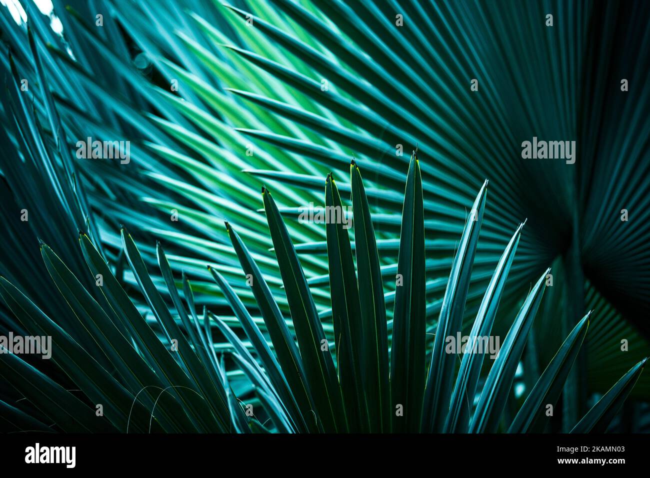 Dettagli delle foglie di palma in diverse sfumature e colori Foto Stock