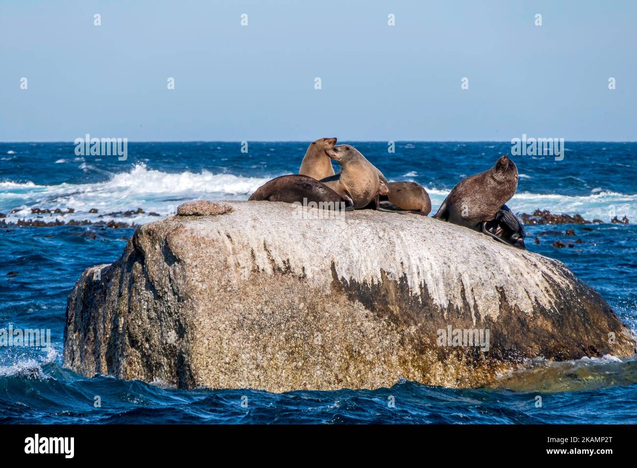 Le foche di pelliccia del Capo riposano su un'isola nell'Oceano Indiano. Sudafrica Foto Stock