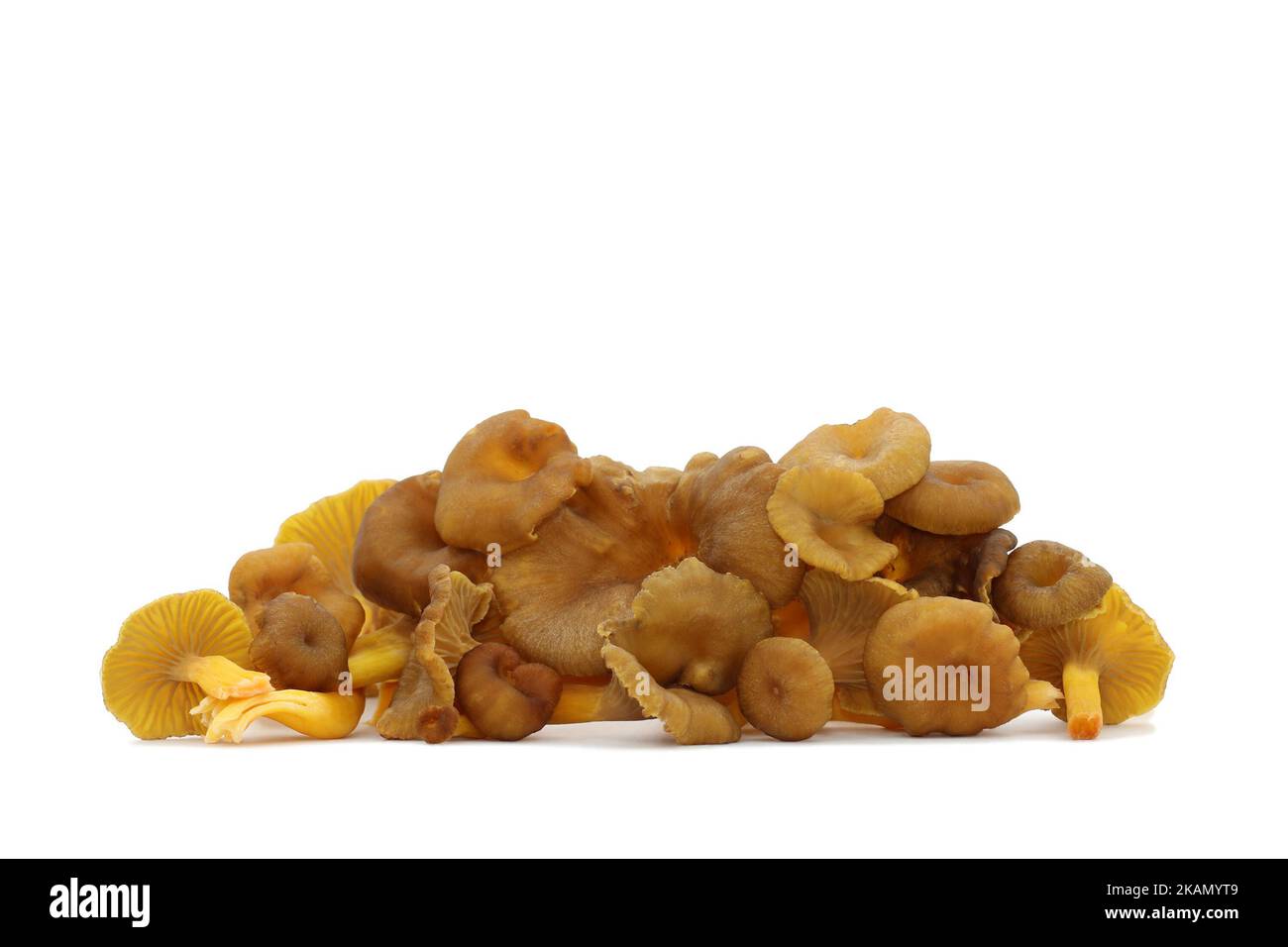 Un mazzo di funghi porcini ad imbuto commestibili selvatici si trova su uno sfondo bianco. Tappi marroni con decurrent pallido branchie e gambi gialli cavi. Foto Stock