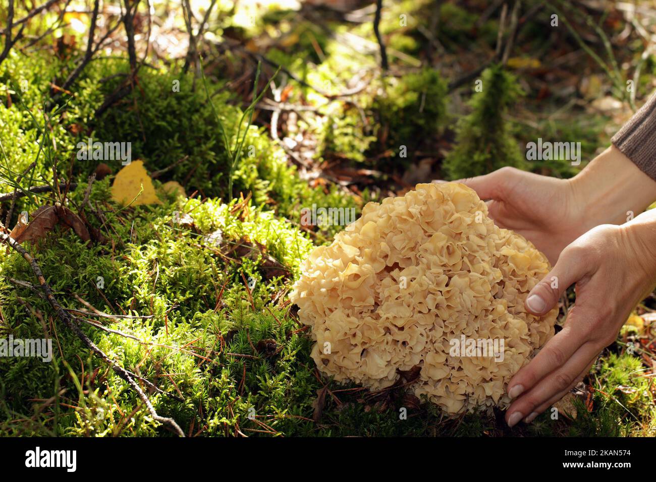 Un fungo selvatico legno Cauliflower (Sparassis crispa) che cresce nella foresta. Le mani di una donna lo abbracciano. Ha una superficie ondulata cremosa giallastra. Foto Stock