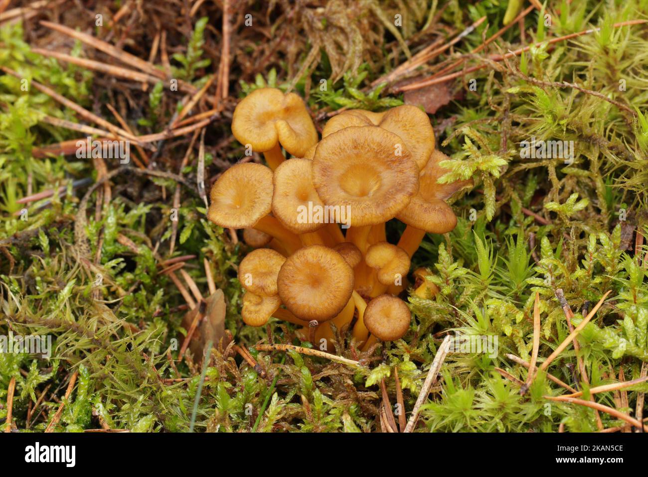 Un mazzo di funghi finterelle selvaggi commestibili a imbuto cresce nella foresta. Tappi marroni con decurrent pallido branchie e gambi gialli cavi. Yellowfoot. Foto Stock