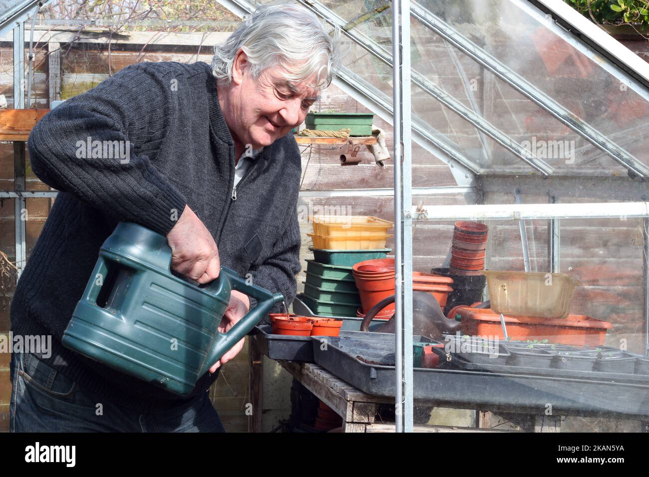 Uomo anziano felice nella sua serra o serra seminando semi e annaffiando. Giardiniere in primavera. Foto Stock