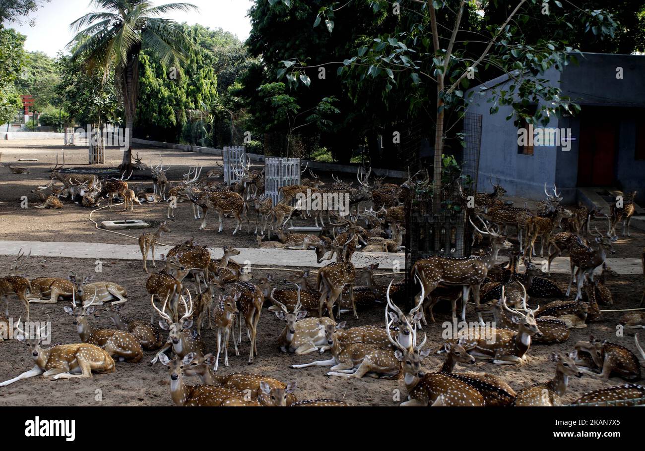 I cervi riposano all'ombra di un albero per proteggersi dal calore del Deer Park, alla periferia di Cuttack, nella parte orientale dello stato indiano, Bhubaneswar, capitale di Odisha, il 22 maggio 2017. (Foto di Str/NurPhoto)*** Please use Credit from Credit Field *** Foto Stock