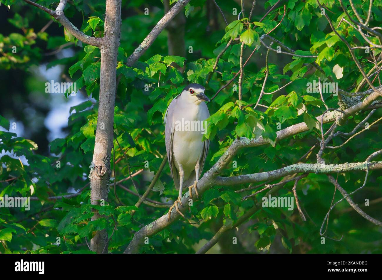 Un Heron notte con cappuccio nero (Nycticorax nycticorax) seduto in un albero Foto Stock