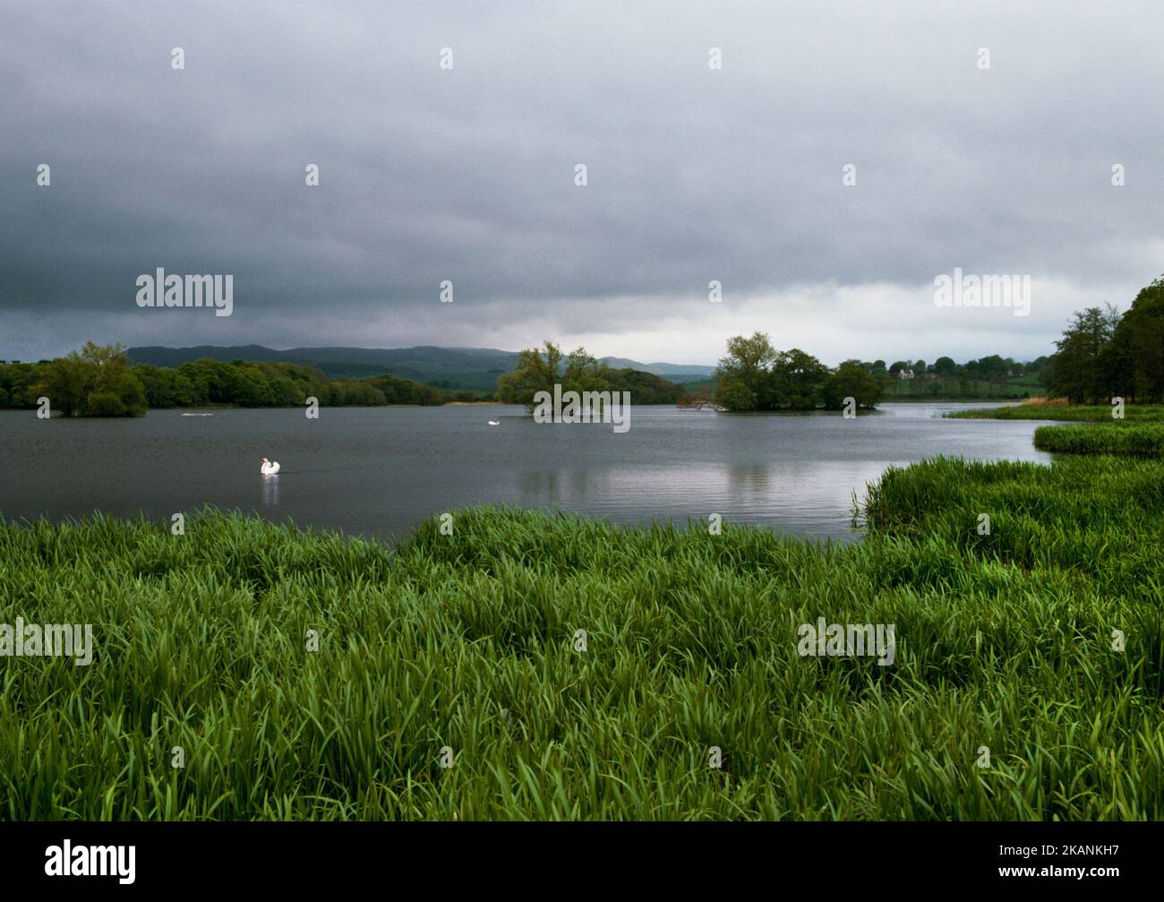 Guardando S a 3 isole vicino alla riva N di Carlingwark Loch, Castle Douglas, Dumfries & Galloway, Scozia, Regno Unito: Il metallo celtico è stato trovato nel lago Foto Stock