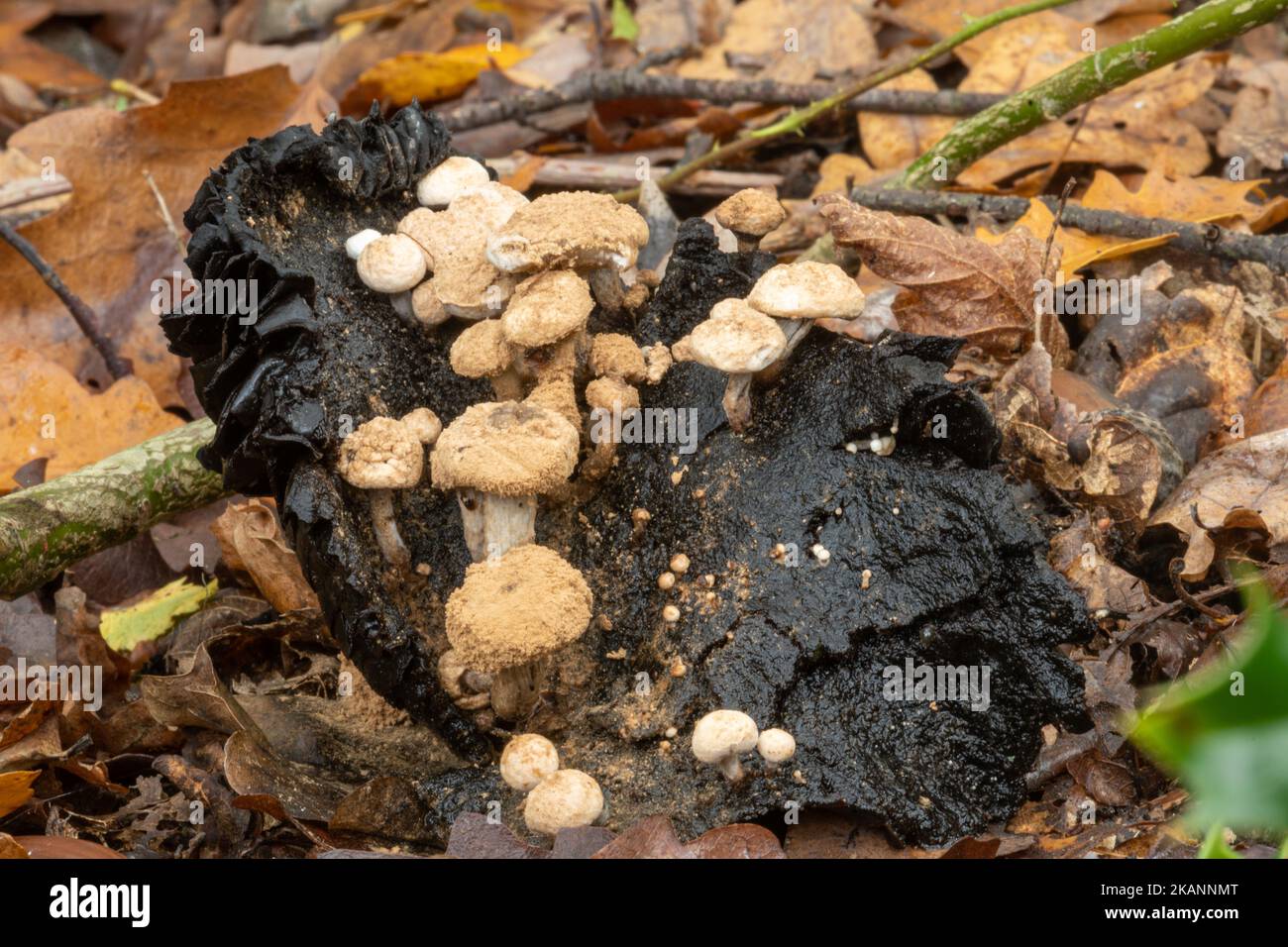 Funghi o toadstole di piggyback in polvere (Asterophora lycoperdoides) che crescono su un fungo decadente annerito durante la fine dell'autunno, Surrey, Regno Unito Foto Stock