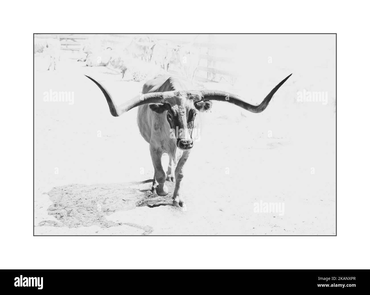 Una scala di grigi di una Longhorn del Texas che corre furiosamente trasportando un'atmosfera energica di potenza incorniciata in uno stile vintage Foto Stock