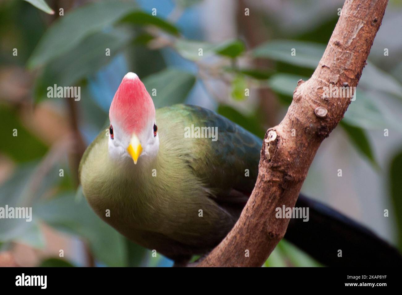 Rosso-crested's Turaco Foto Stock