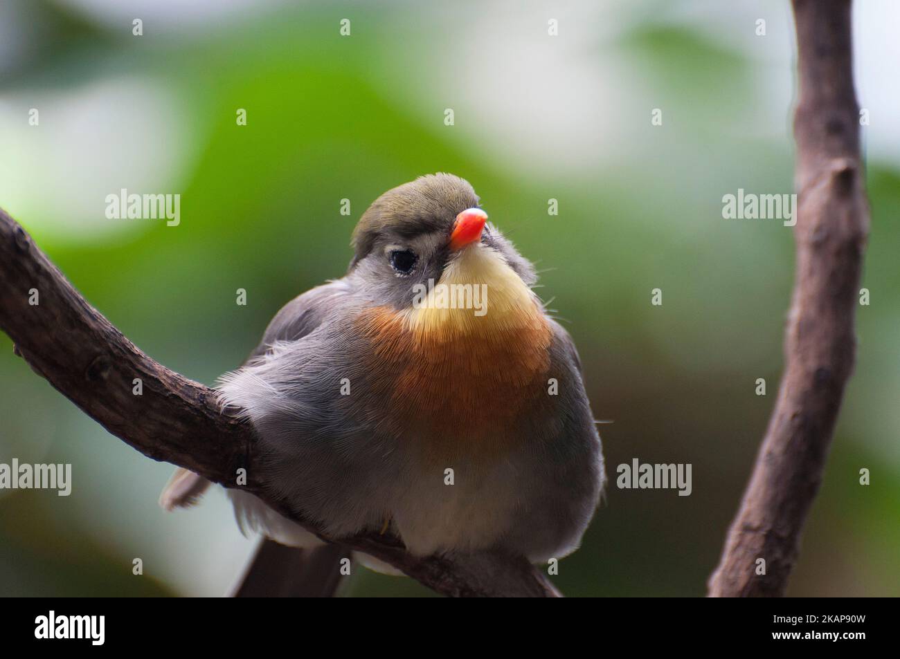 Rosso-fatturati leiothrix Foto Stock