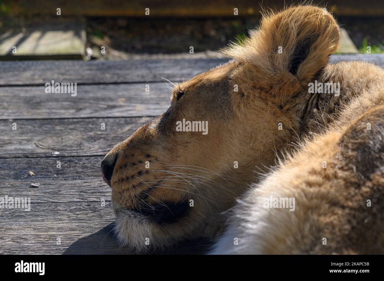 Dormire leonessa Foto Stock