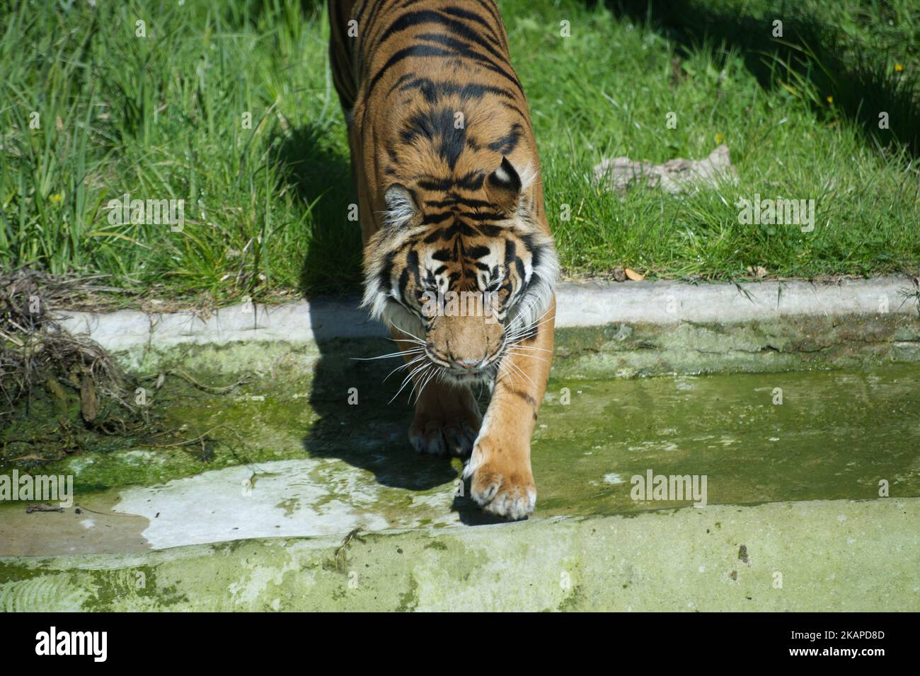 Tigre di Sumatra Foto Stock