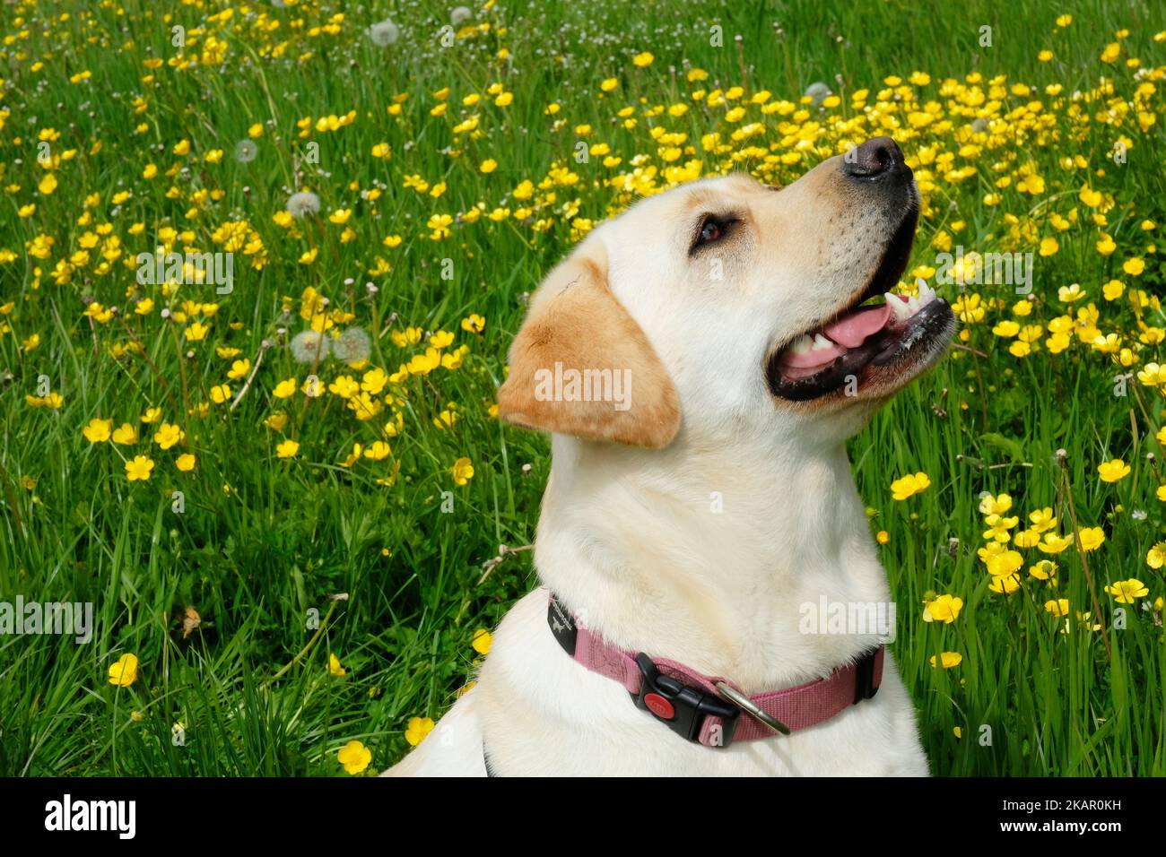 Il riprovatore giallo del labrador che guarda in su - John Gollop Foto Stock