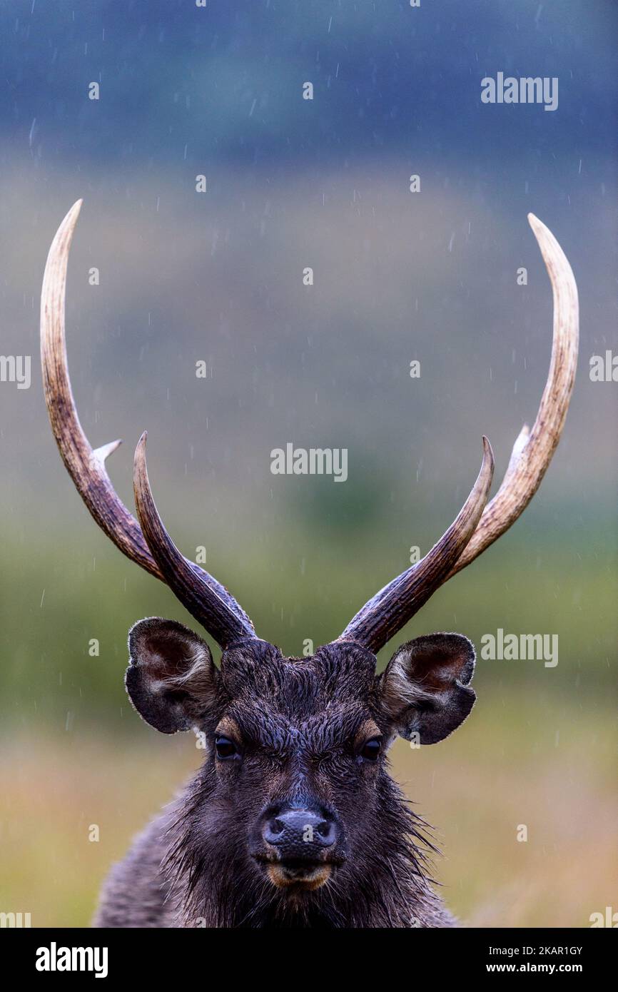 Un ritratto verticale del cervo di Sambar in piedi in uno sfondo di campo sfocato il giorno piovoso Foto Stock