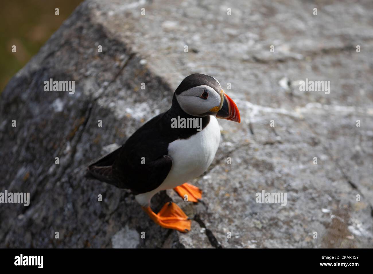 Carino puffin Atlantico dal nord della Norvegia Foto Stock