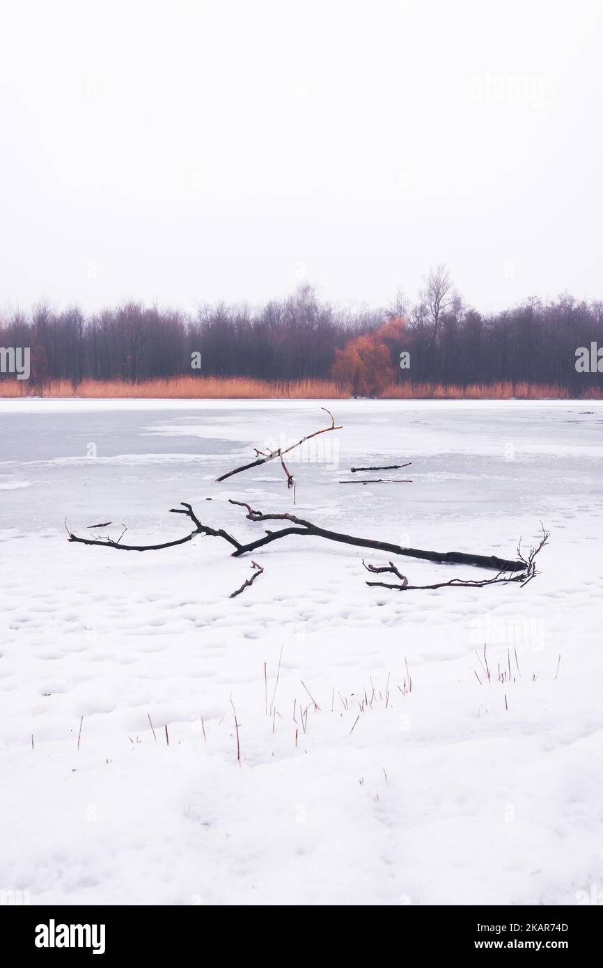 Rami su un lago ghiacciato coperto di neve Foto Stock