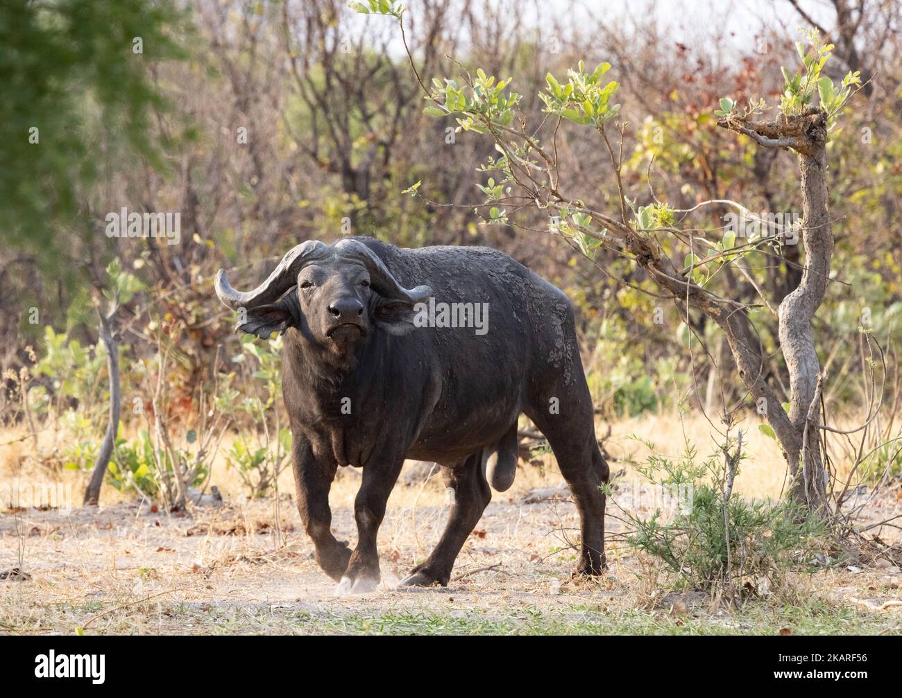 Un adulto maschio African Cape Buffalo, Syncerus caffer caffer caffer, in piedi in erba, Okavango Delta, Botswana Africa. Un animale di cinque grandi Africa. Foto Stock