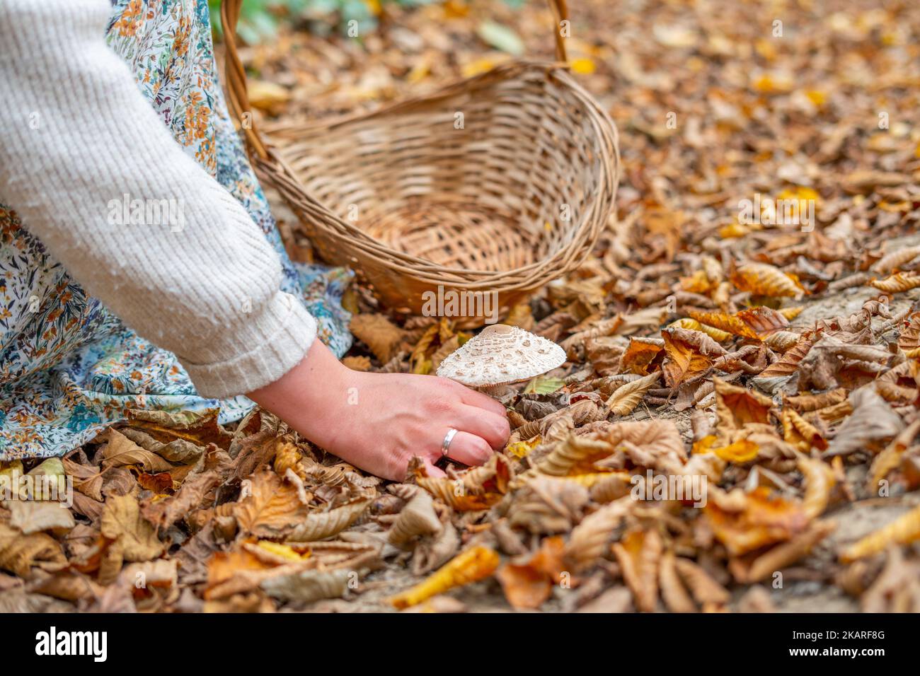 Una donna vestita con un modello di piante e fiori raccoglie funghi lungo un sentiero coperto di foglie in bosco con un cesto di vimini con manico Foto Stock