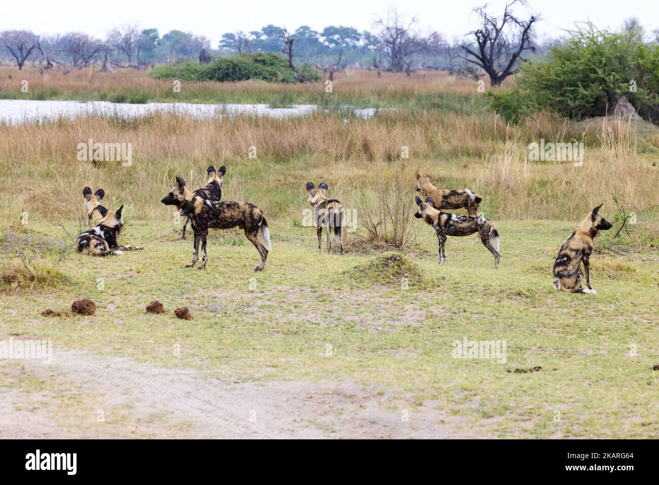 African Wild Dog Pack, Licaon pictus, specie in pericolo, gruppo di cani selvatici africani nella Moremi Game Reserve, Okavango Delta, Botswana Africa Foto Stock