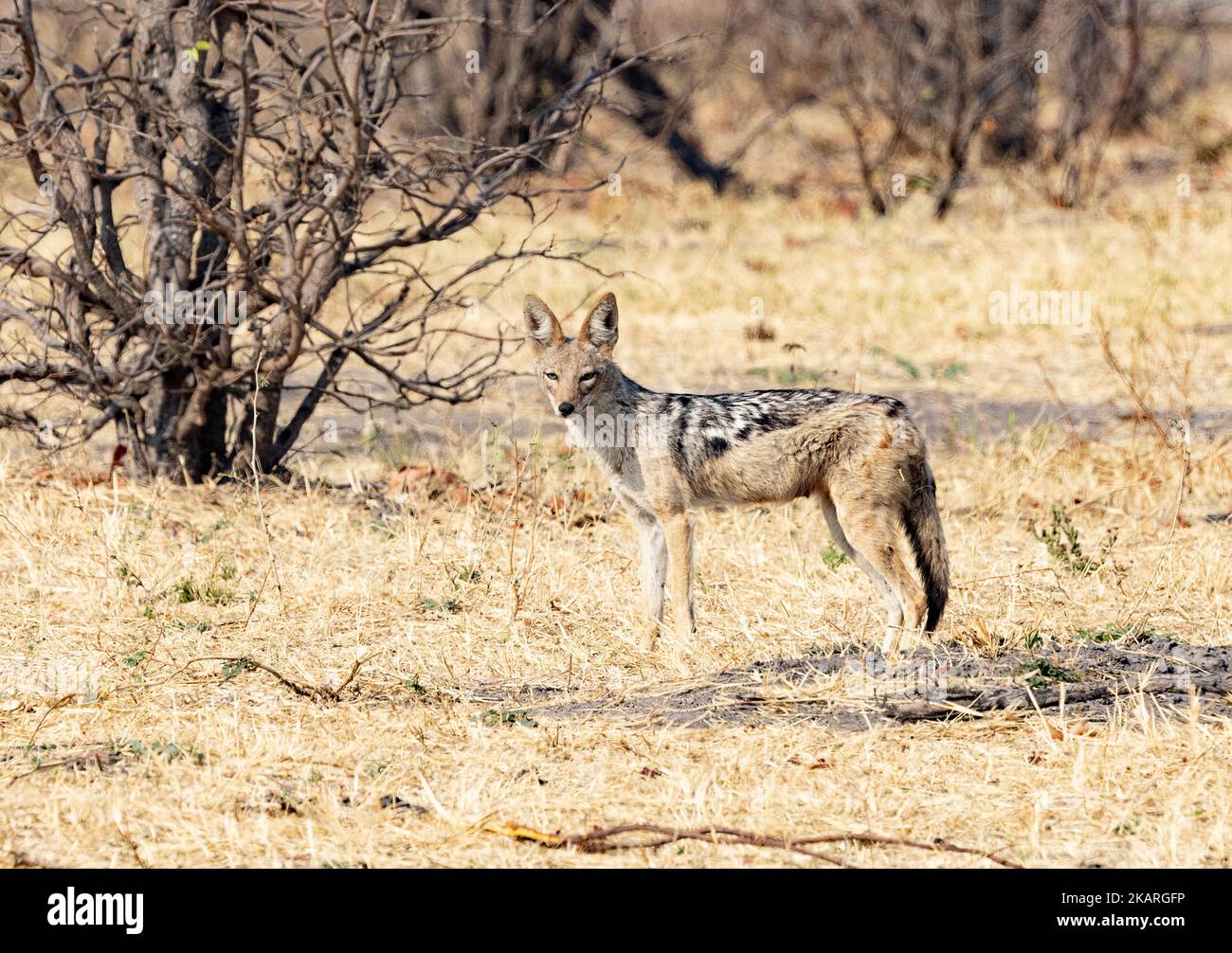Jackal nero, Lupulella mesomelas, noto anche come Jackal argento. Vista laterale nel selvaggio parco nazionale di Chobe, Botswasna Africa. Fauna selvatica africana Foto Stock