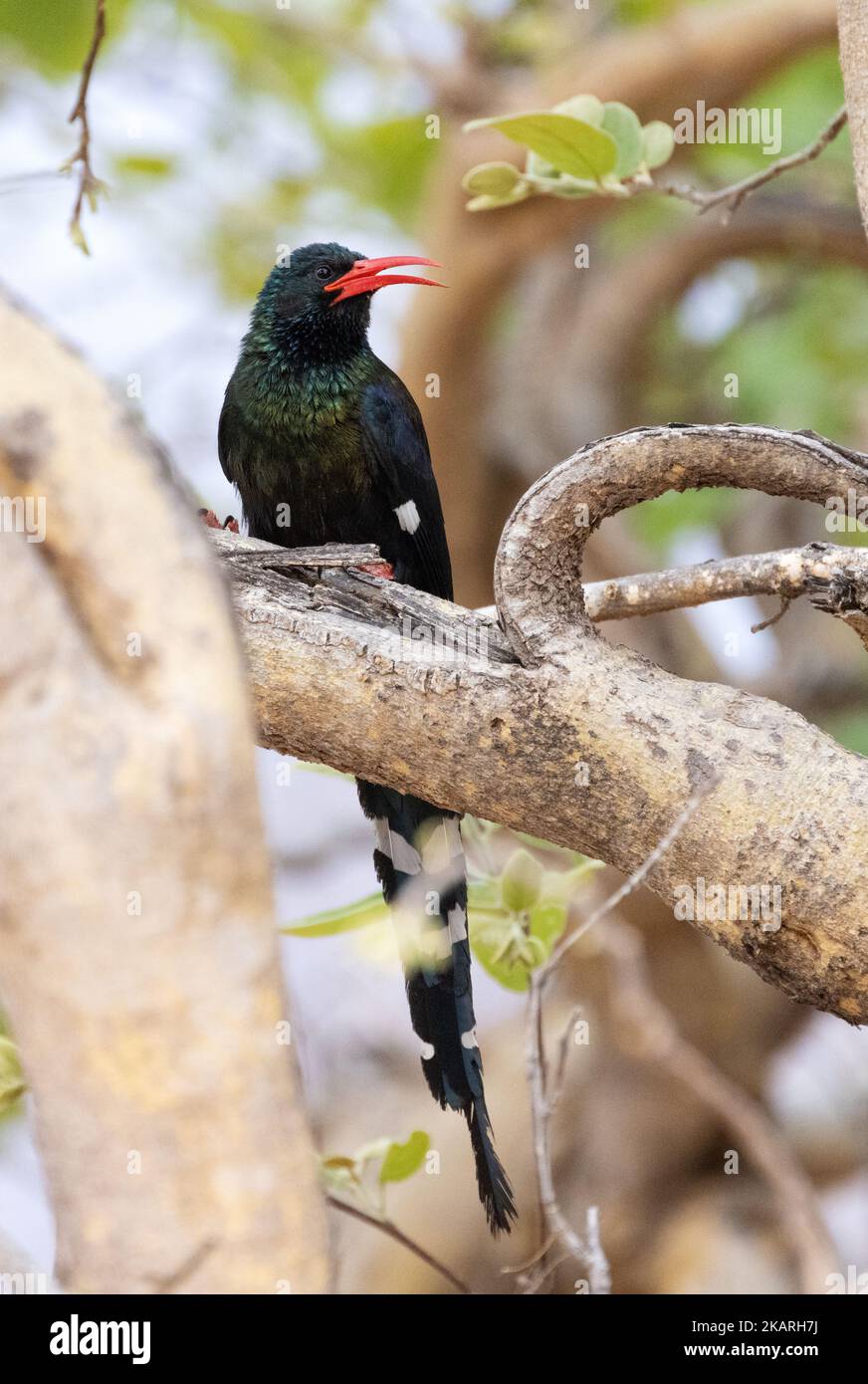 Bosco verde Hoopoe, Feniculus purpurpureus, un uccello adulto arroccato in un albero, Okavango Delta fauna selvatica, Botswana Africa. Uccelli africani. Foto Stock