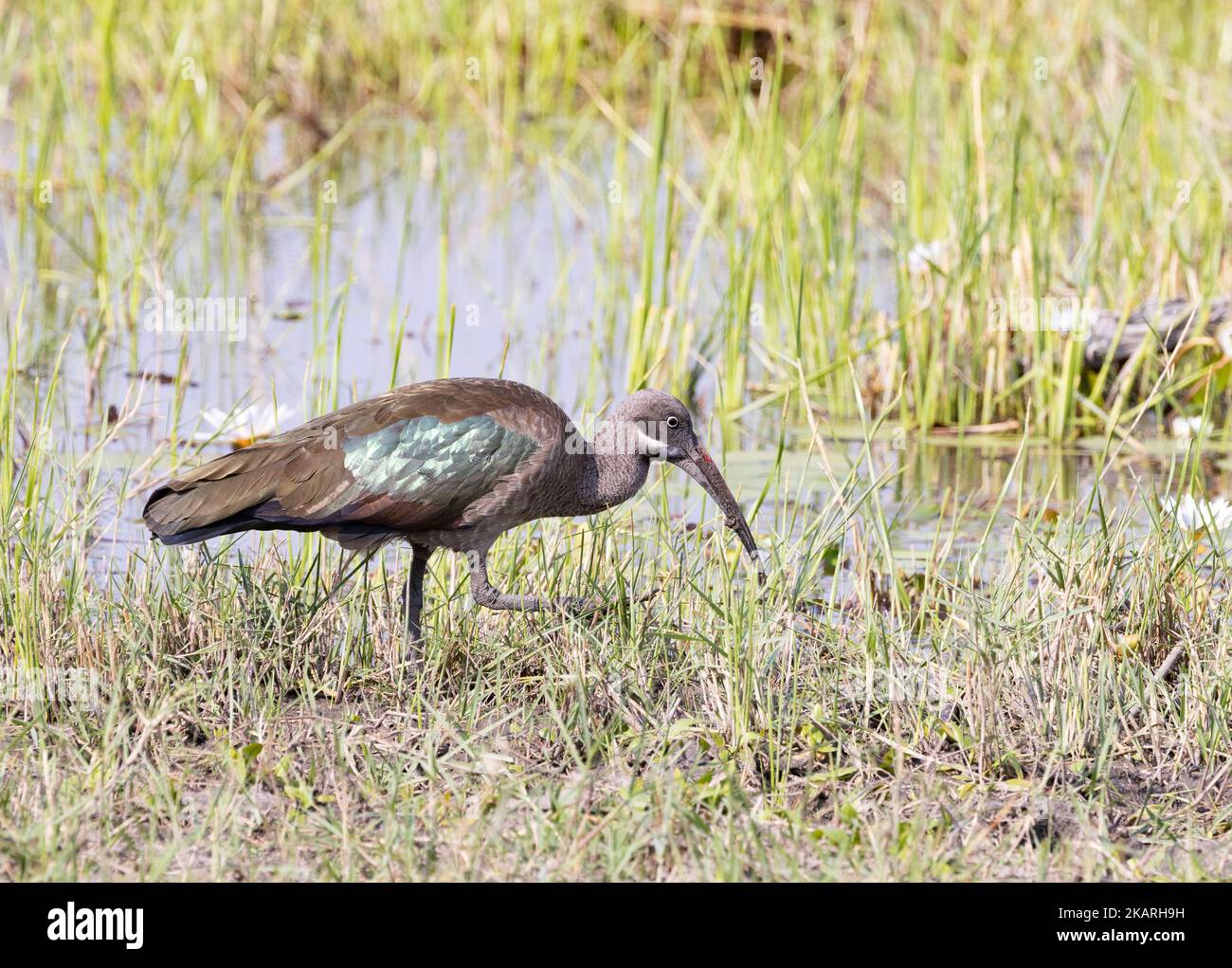 Hadada Ibis, Bostrichia Hagedash, un ibis africano nella Moremi Game Reserve, Delta di Okavango, Botswana Africa. Uccelli africani. Foto Stock