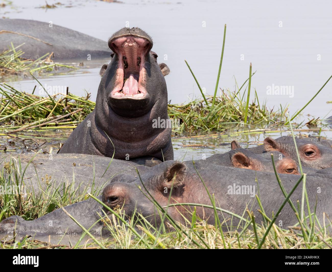 Ippopotamo in acqua, ippopotamo anfibio, un ippopotamo con bocca aperta, Delta di Okavango, Botswana Africa. Ippopotamo Africa. Foto Stock