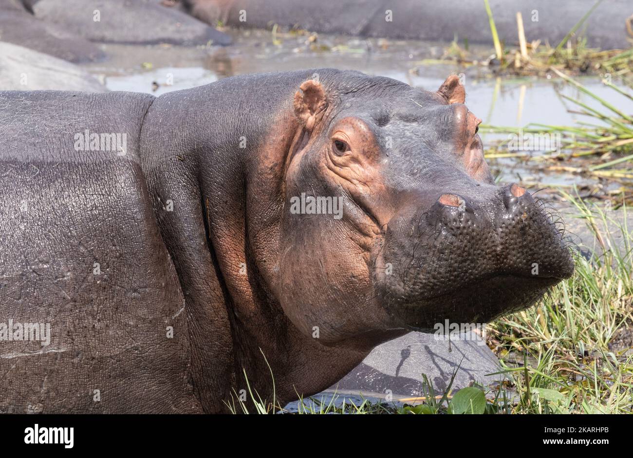 Ippopotamo adulto, ippopotamo anfibio, in acqua, Moremi Game Reserve, Okavango Delta, Botswana Africa Foto Stock