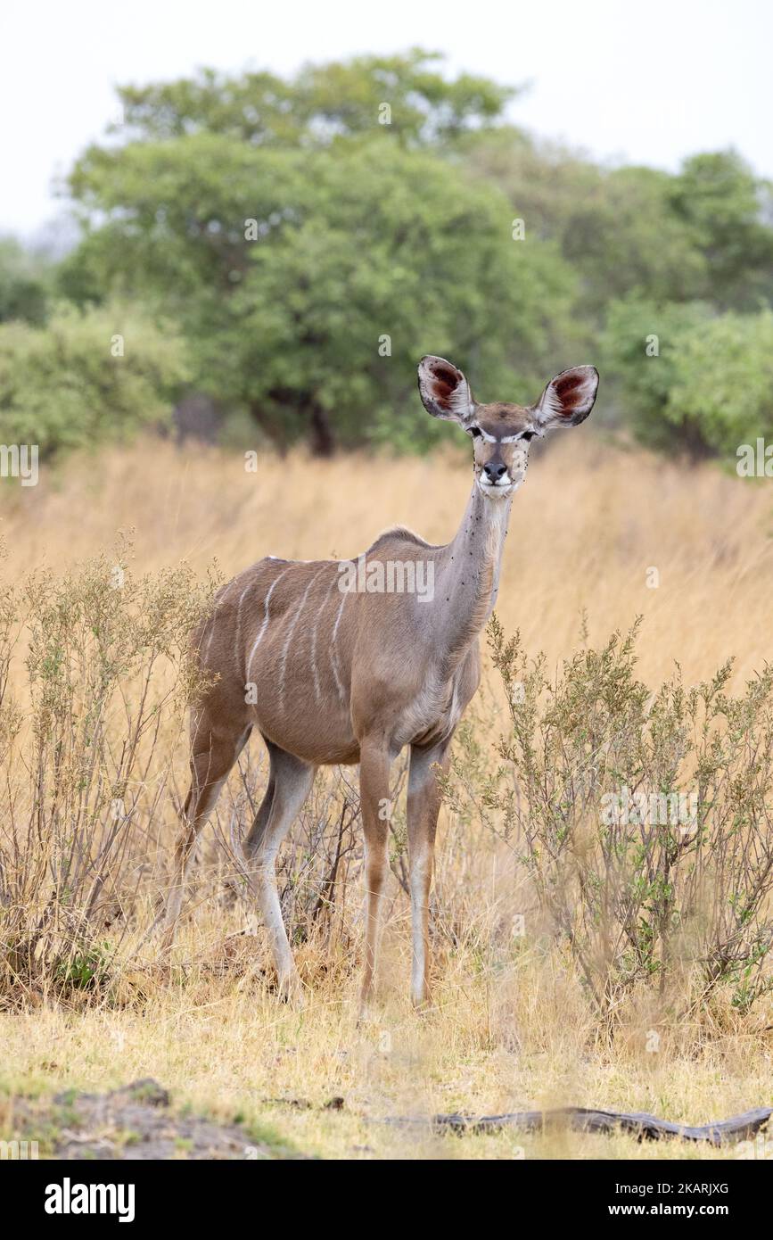 Una donna adulta Greater kudu, Tragelaphus strepsiceros, in piedi nella prateria, Chobe National Park, Botswana Africa. Fauna selvatica africana Foto Stock