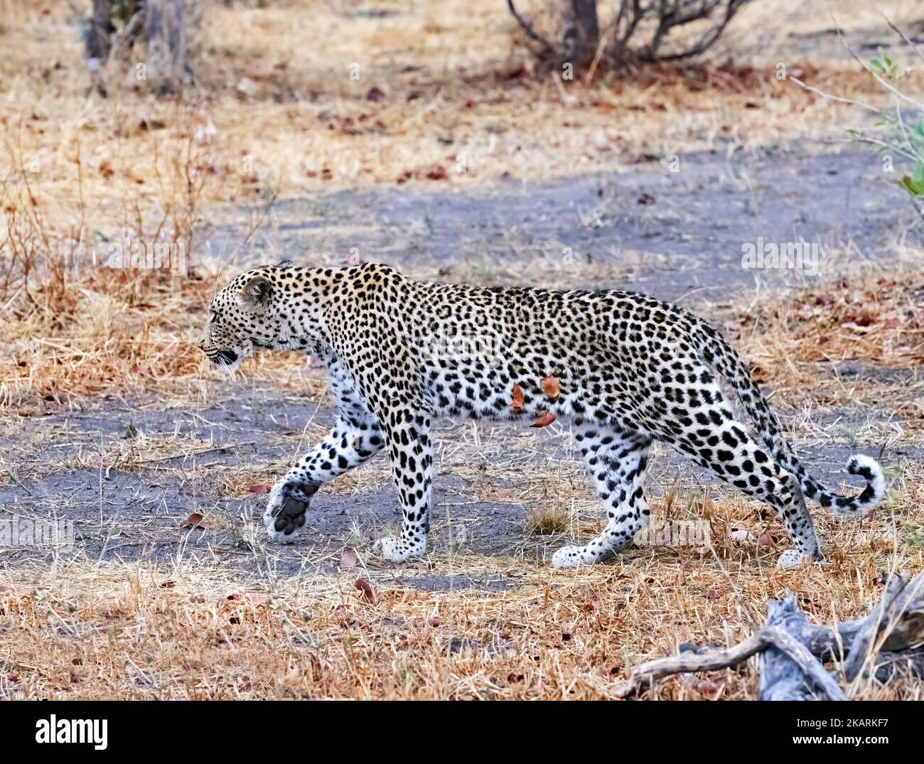 Leopardo Botswana; leopardo maschile adulto, Panthera pardus, camminando nel Delta dell'Okavango, Botswana Africa. Fauna selvatica africana Foto Stock