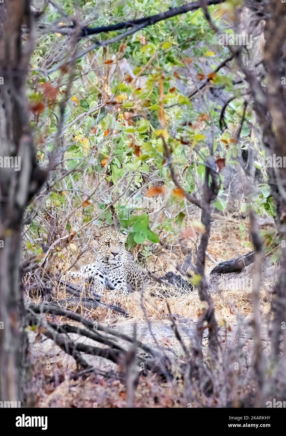 leopardo adulto, Panthera pardus, camuffato in natura, Delta dell'Okavango, Africa del Botswana. Camuffamento animale africano gatto grande. Foto Stock