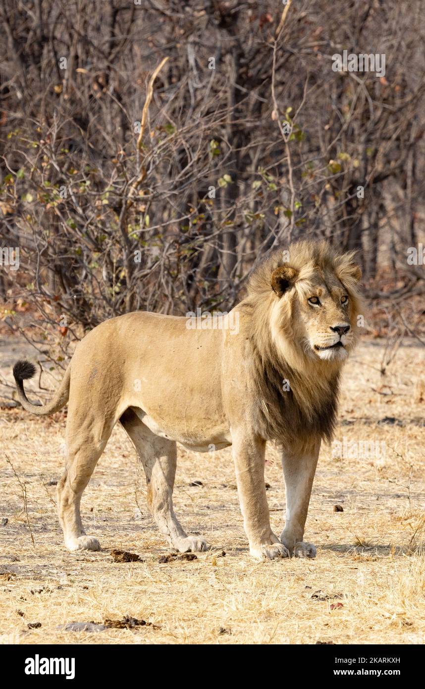 Un leone maschio adulto, Panthera Leo, in piedi, guardando a destra, Okavango Delta, Botswana Africa. Africa predatore di gatto grande, uno dei cinque grandi Foto Stock