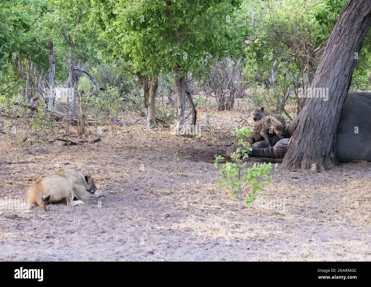 Un leone che guarda le iene avvistate che si nutrono della carcassa di un elefante; Moremi Game Reserve, Okavango delta Botswana Africa. Ienas leone macchiato. Foto Stock
