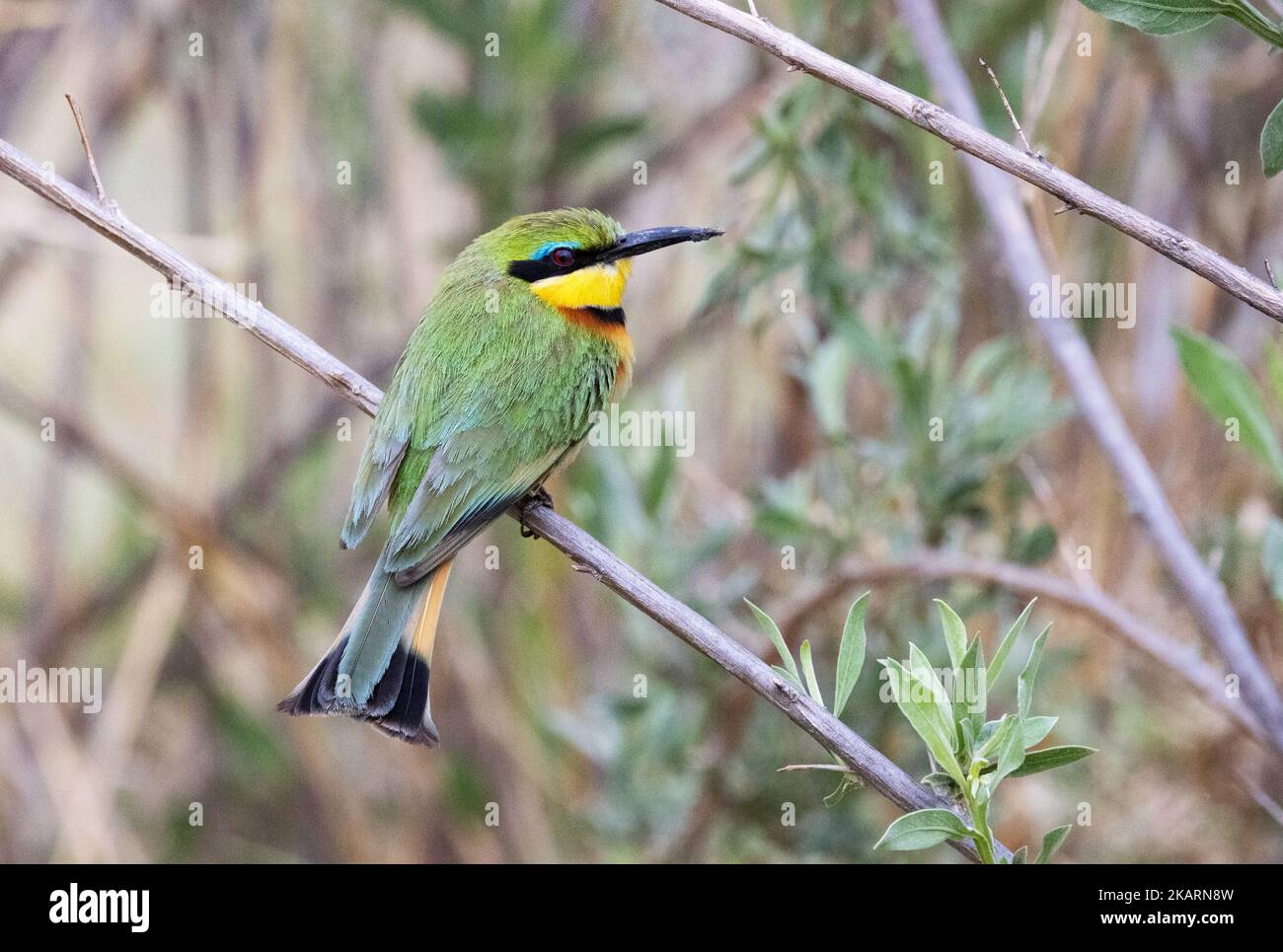 Little Bee-Eater, Merops pusillus; un adulto arroccato in un albero, vista laterale, Okavango Delta Botswana Africa. Fauna selvatica africana. Foto Stock