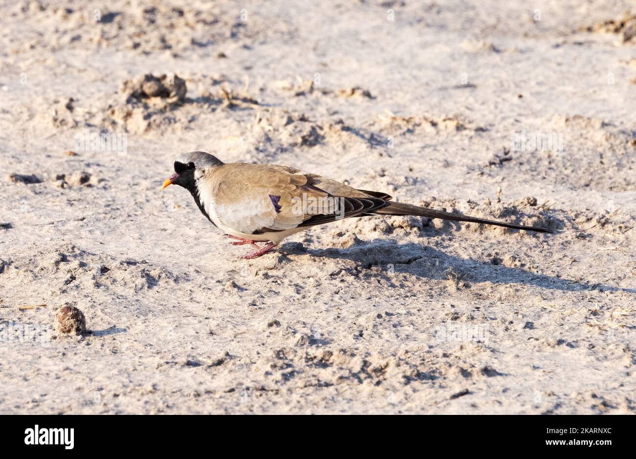 Namaqua dove Botswana - Oena capensis - un adulto maschio sul terreno, Moremi Game Reserve, Okavango Delta, Botswana Africa. Uccello Botswana. Foto Stock