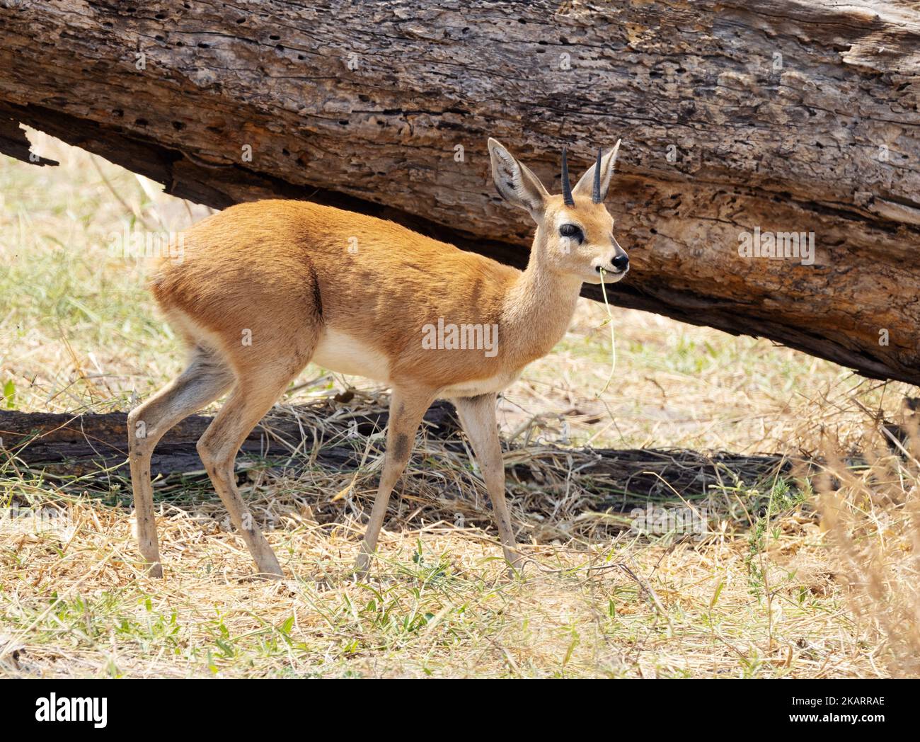 Adulto maschio Steenbok, Raphicerus campestris, una piccola antilope comune, Moremi Game Reserve, Okavango Delta, Botswana Africa - animale africano Foto Stock