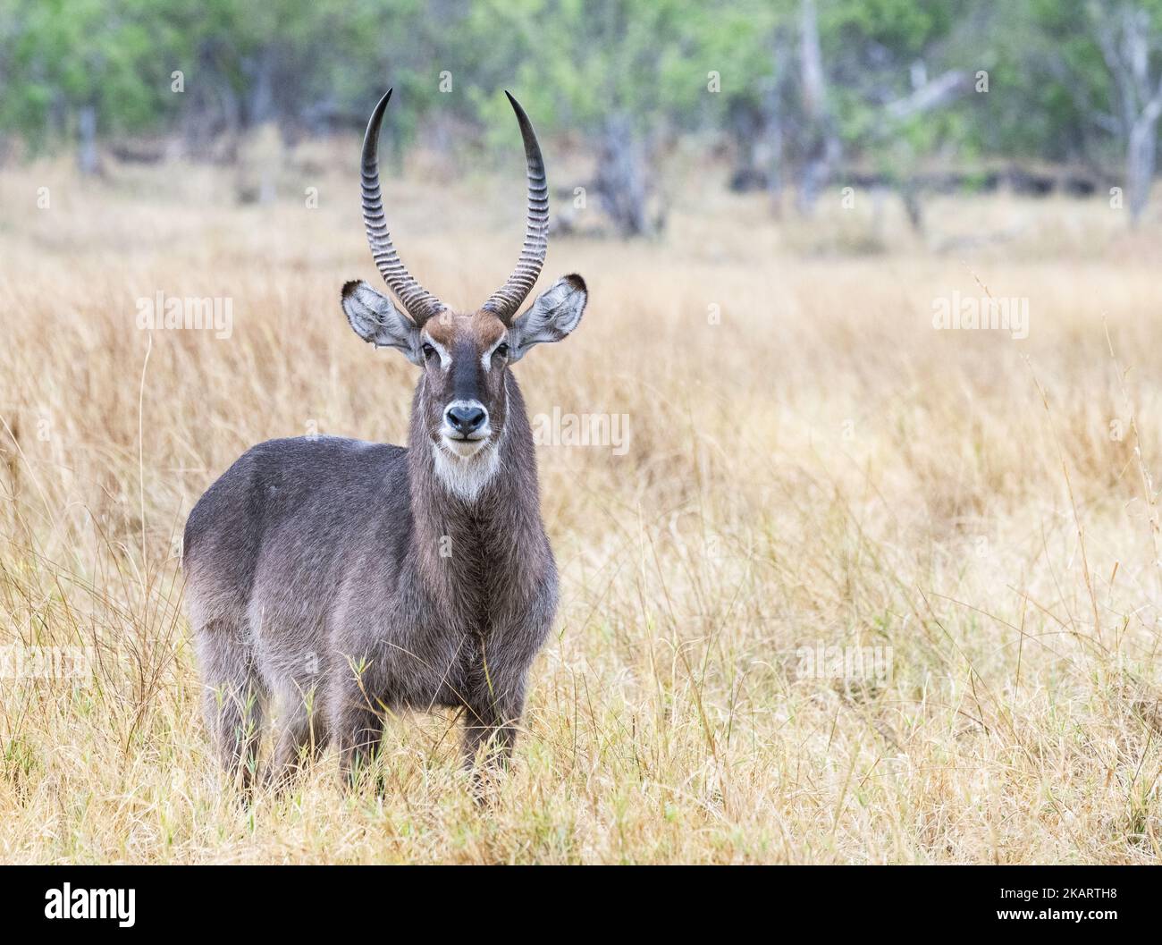 Waterbuck maschio; un adulto maschio Waterbuck, vista frontale, Kobus ellissiprymnus, una grande antilope africana, Moremi Game Reserve, Botswana, Africa Foto Stock