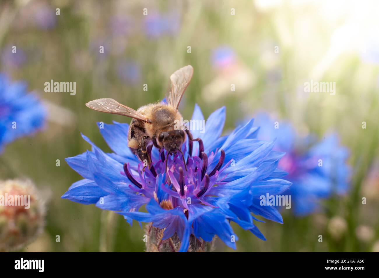 Un'ape su un cornflower blu, un insetto raccoglie nettare sui fiori, primo piano della natura. Foto Stock