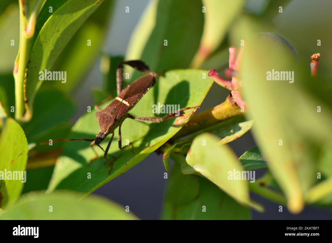 Una macro vista di un insetto orientale a forma di foglia su una foglia verde Foto Stock